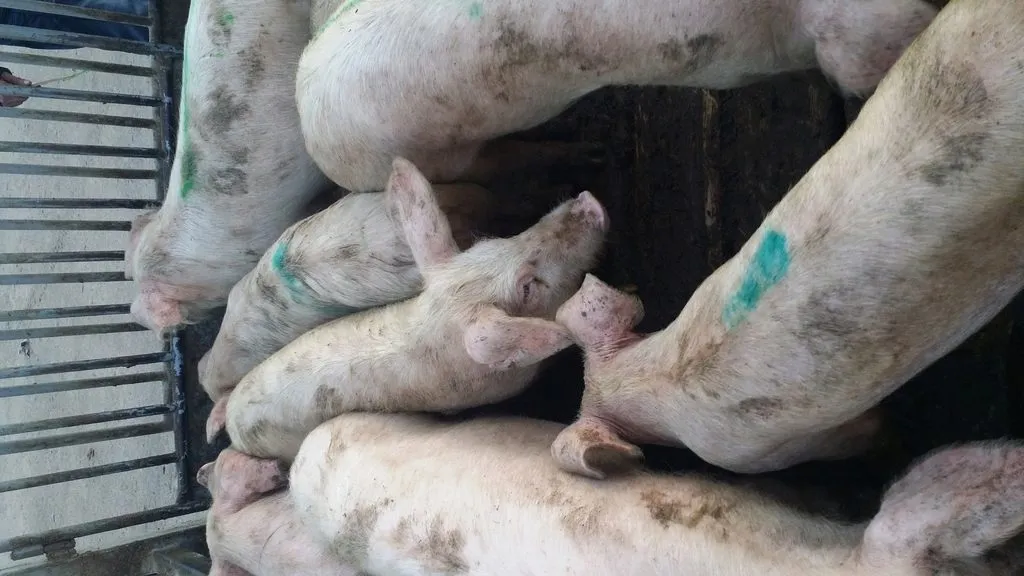 фотография продукта  свиньи от 50 до 80кг в Самаре
