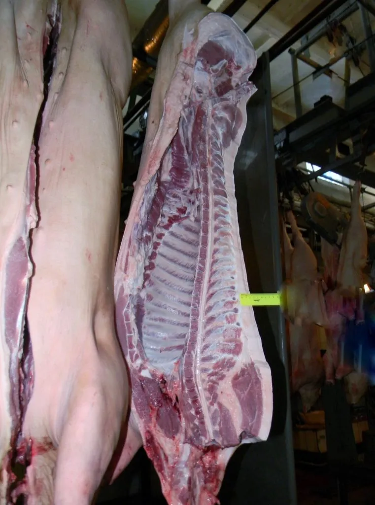 фотография продукта Ищем поставщиков свинины и говядины