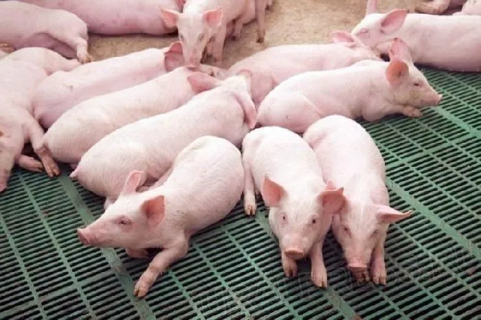 фотография продукта Свиньи на откорм от 40-70 кг 