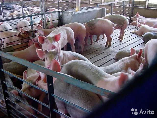 фотография продукта свиньи (откорм) от 100...кг