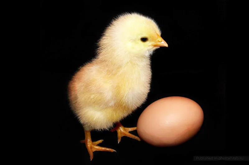 яйцевоз-цыплятовоз в Челябинске 3