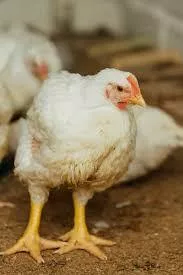 Птенцы породистых кур – купить в Тюмени, цена руб., продано 25 марта – Птицы
