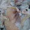 уши свиные на промпереработку в Москве 3