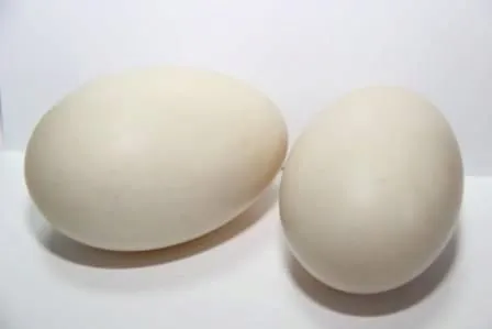 фотография продукта Продаем инкубационное утиное яйцо.