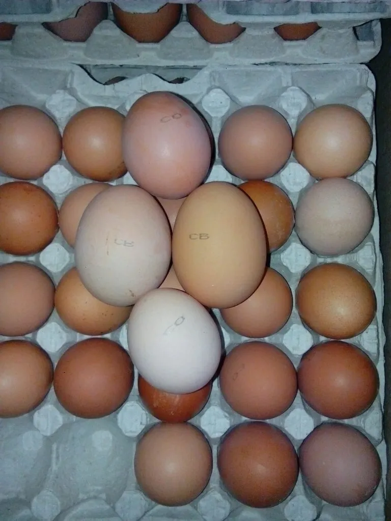фотография продукта яйцо куриное , оптом С2,С1, СО,СВ