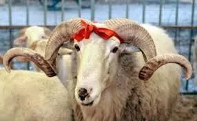 фотография продукта Бараны, овцы в Уфе на курбан, в наличии