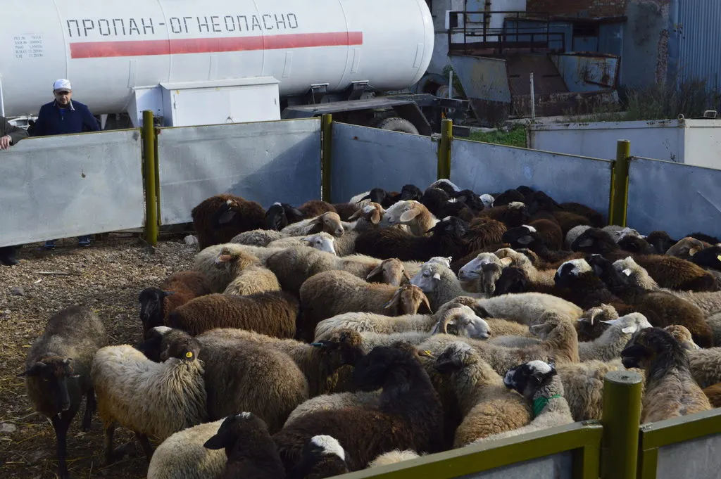фотография продукта Барашки, овцы в Уфе для курбана, акики.