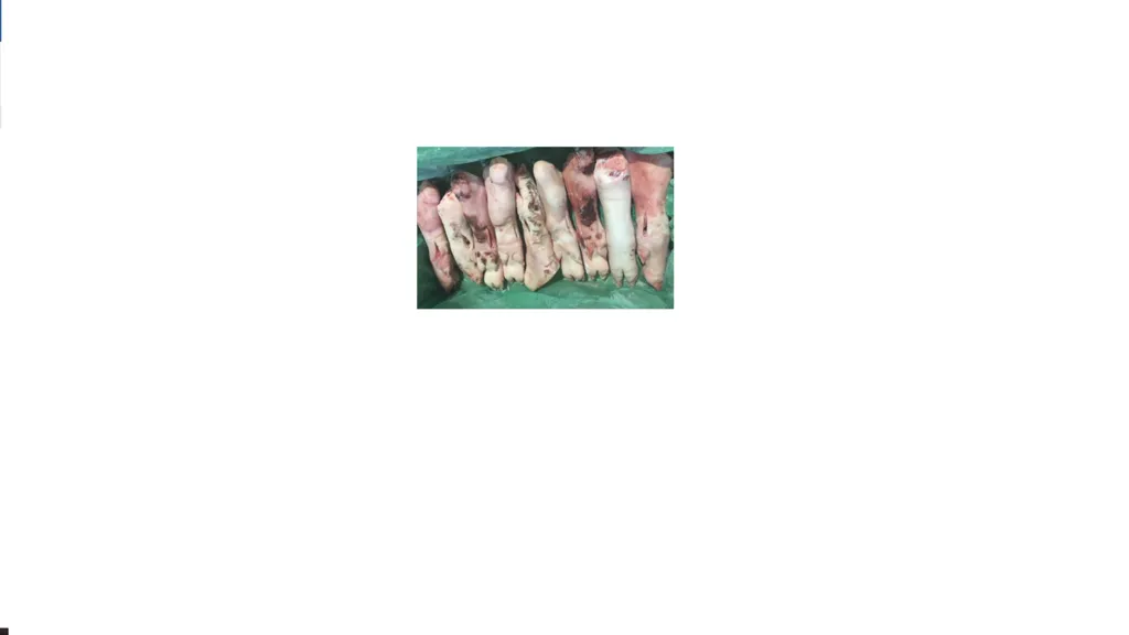 Фотография продукта передние ноги свиные  2 сорта