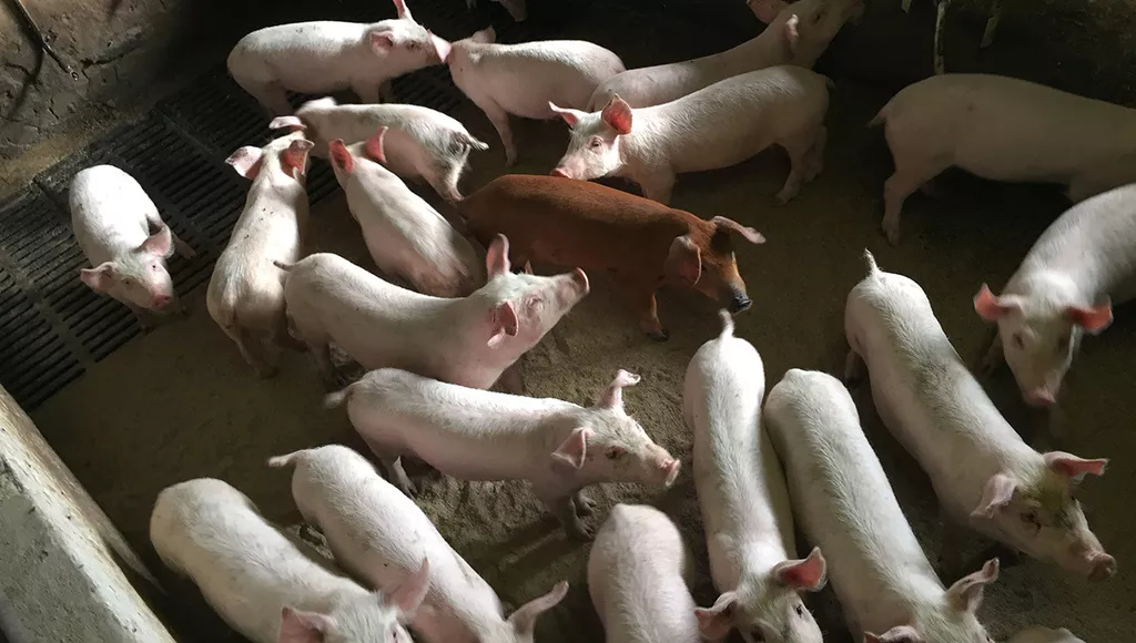 фотография продукта Свиньи, поросята 7-280кг с комплекса