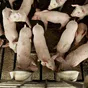 свиньи, поросята от 5-300 кг в Москве и Московской области 3