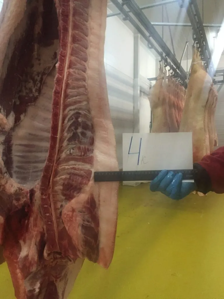 Фотография продукта Мясо свинина в полутушах от 170 руб/кг
