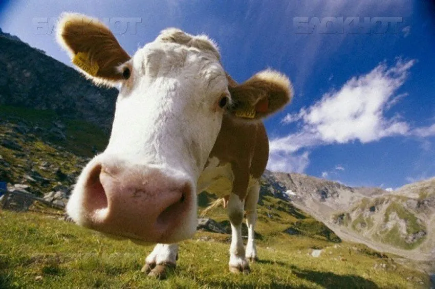 Фотография продукта КРС коровы,телки, выбракованные на убой