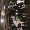 быки живым весом 130...кг  35 голов  в Республике Беларусь 2