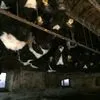 быки живым весом 130...кг  35 голов  в Республике Беларусь