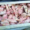 головы,ноги субпродукты гусиные, утиные в Екатеринбурге 11