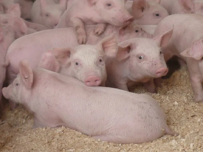 Фотография продукта уникальной сальной породы свиньи