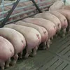 свиньи живок в Саранске