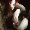 поросята домашние (оптом) в Чебоксарах 4