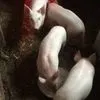 поросята домашние (оптом) в Чебоксарах