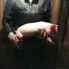 поросята домашние (оптом) в Чебоксарах 3