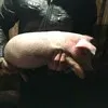 поросята домашние (оптом) в Чебоксарах 2