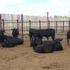 бычки породы абердин-ангуссы в Челябинске 3