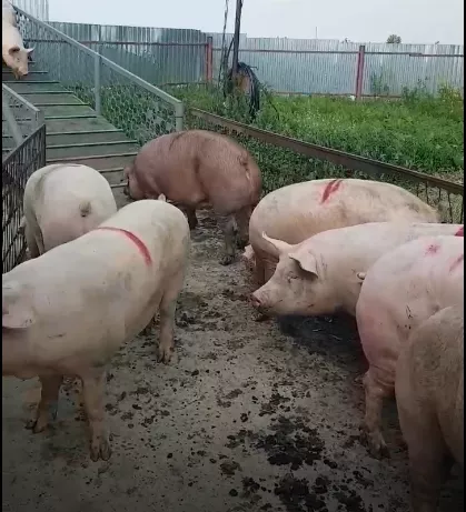 Фотография продукта Поросята, свиньи в живом весе (оптом)