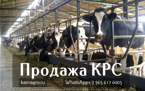 продажа КРС в в Перми 4