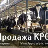 продажа КРС в в Перми 4