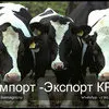 продажа КРС в в Перми 3