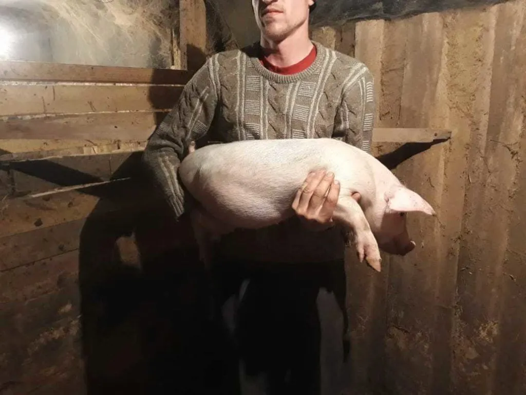 Свиньи от 110...кг