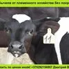 бычки черно-пестрой породы до 100 кг в Республике Беларусь