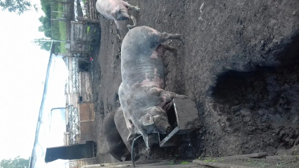 свиноматки и хряк  в Челябинске 2
