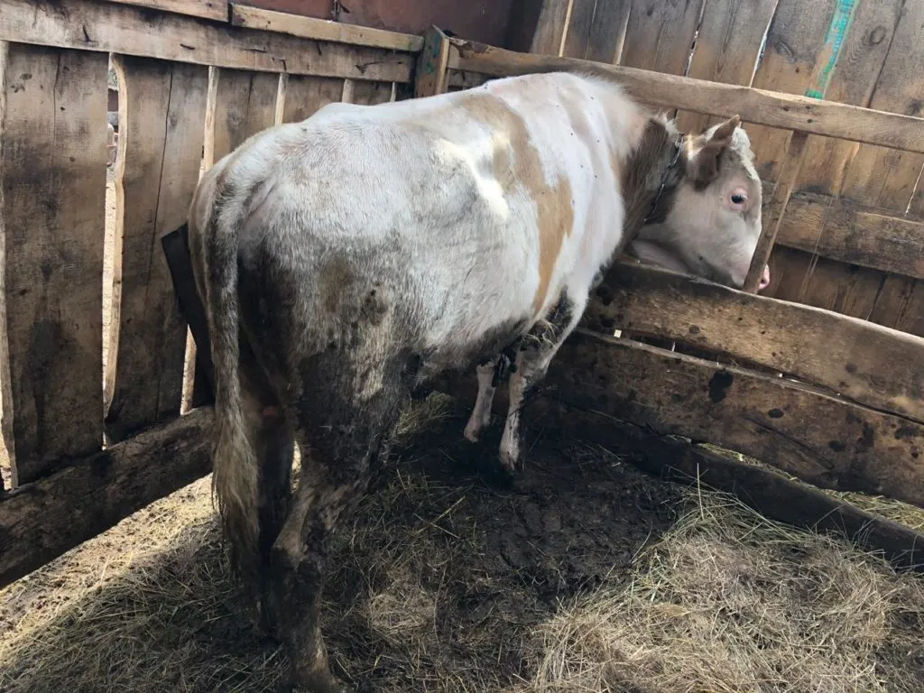 фотография продукта Бычки на мясо или доращивание