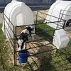 домик для содержания теленка в Республике Беларусь 2