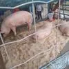 продаем свинок в живом весе в Красноярске 3