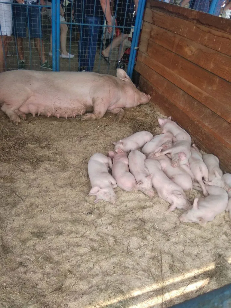 продаем свинок в живом весе в Красноярске 2