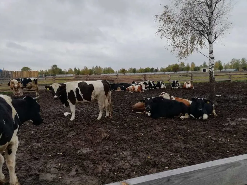 бычки живым весом в Серпухове