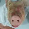 свиные головы в Вологде