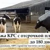 продажа КРС с Отсрочкой Платежа /экспорт в Набережные Челны