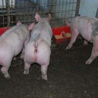 Фотография продукта Свиньи , поросята, свиноматки 