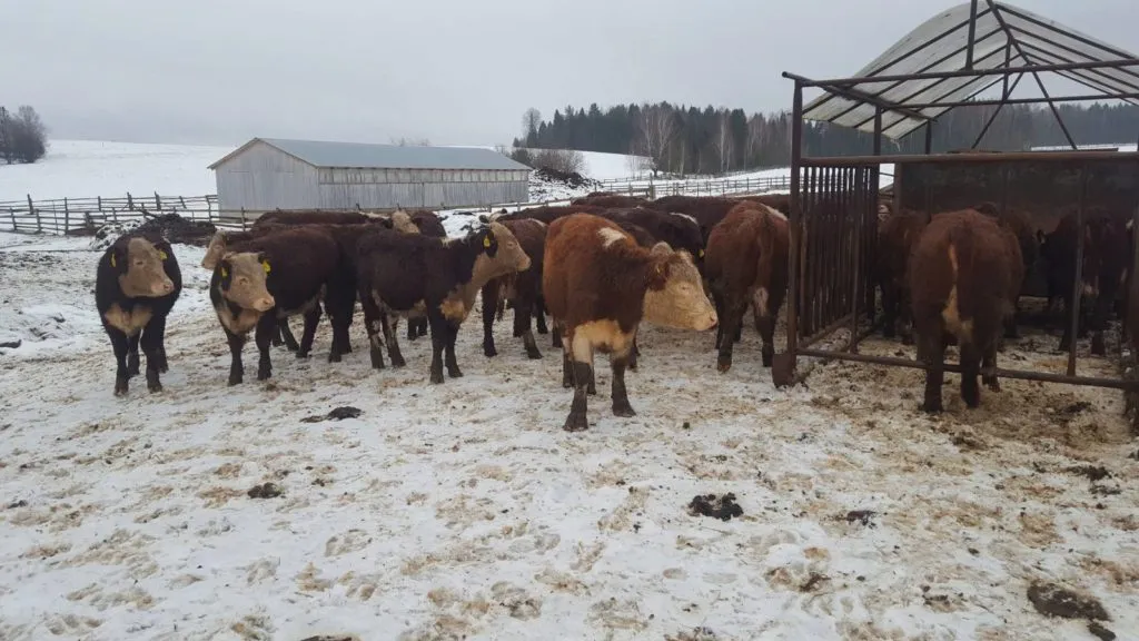 герефорд в Казани и Республике Татарстан 2