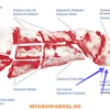 тазобедренный отруб на кости в Ульяновске 3