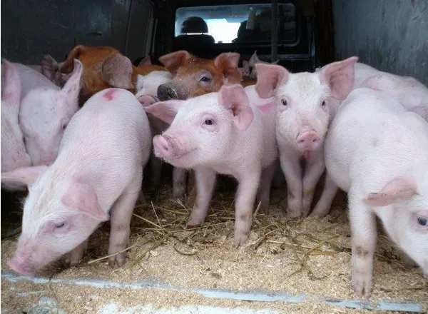 Фотография продукта Поросята; свиньи; свиноматки (оптом)