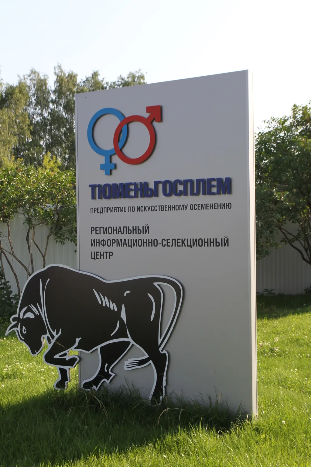 сперма быков -производителей в Тюмени 5