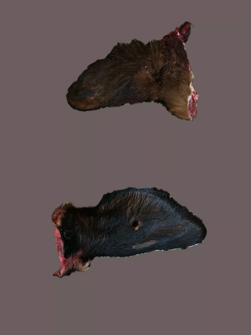 Фотография продукта Уши говяжьи 