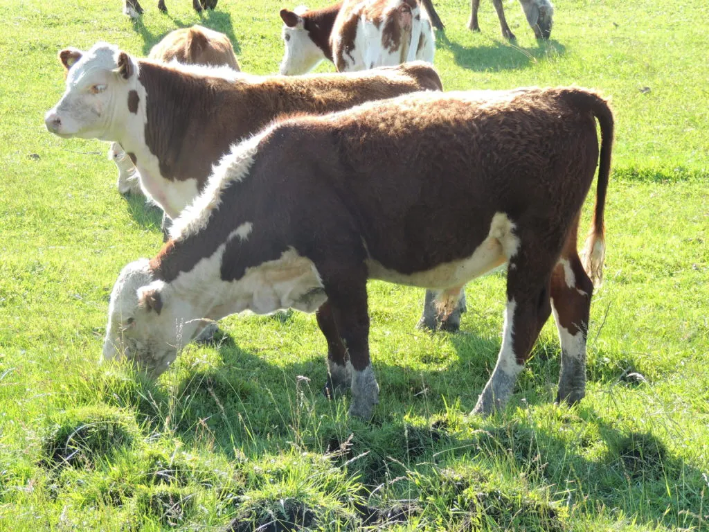 Фотография продукта Герефорд чистопородные коровы и телята