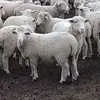 овец, баранов в Горно-Алтайске