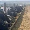 бычки голштины оптом в Казахстане