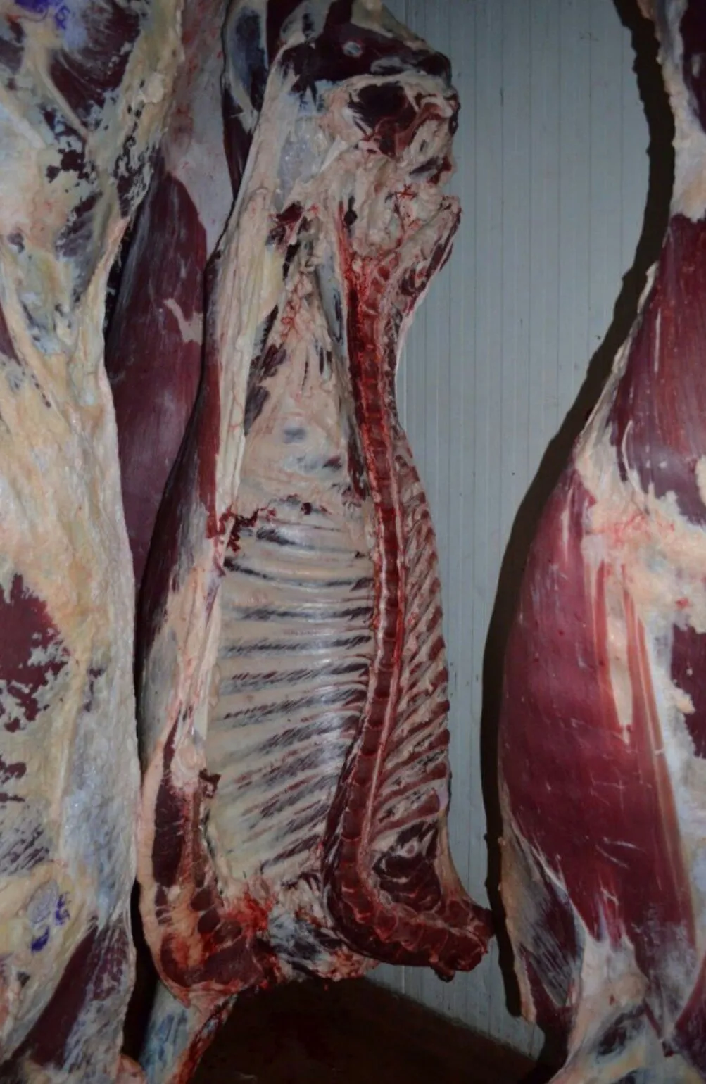 фотография продукта Говядина оптом от производителя